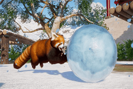极地动物闪亮登场！《动物园之星》首款DLC本周上线