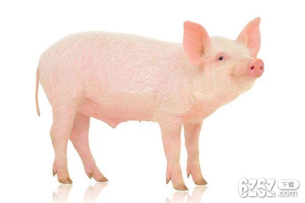 属猪的人2014年运程 属猪的人运程分析